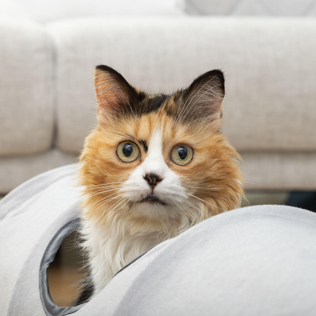 Túnel Plegable para Gatos Funnyl InnovaGoods – Juguete Interactivo y Refugio Multifunción