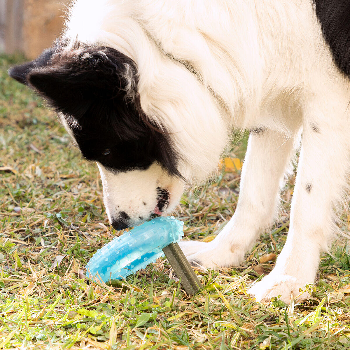 Juguete Mordedor 2 en 1 Congelable para Perros Glubiz InnovaGoods – Refrescante y Dental
